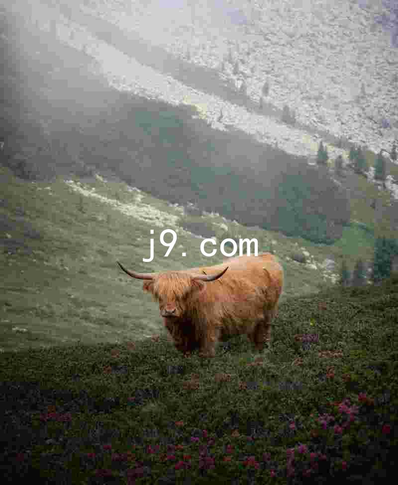 j9.com